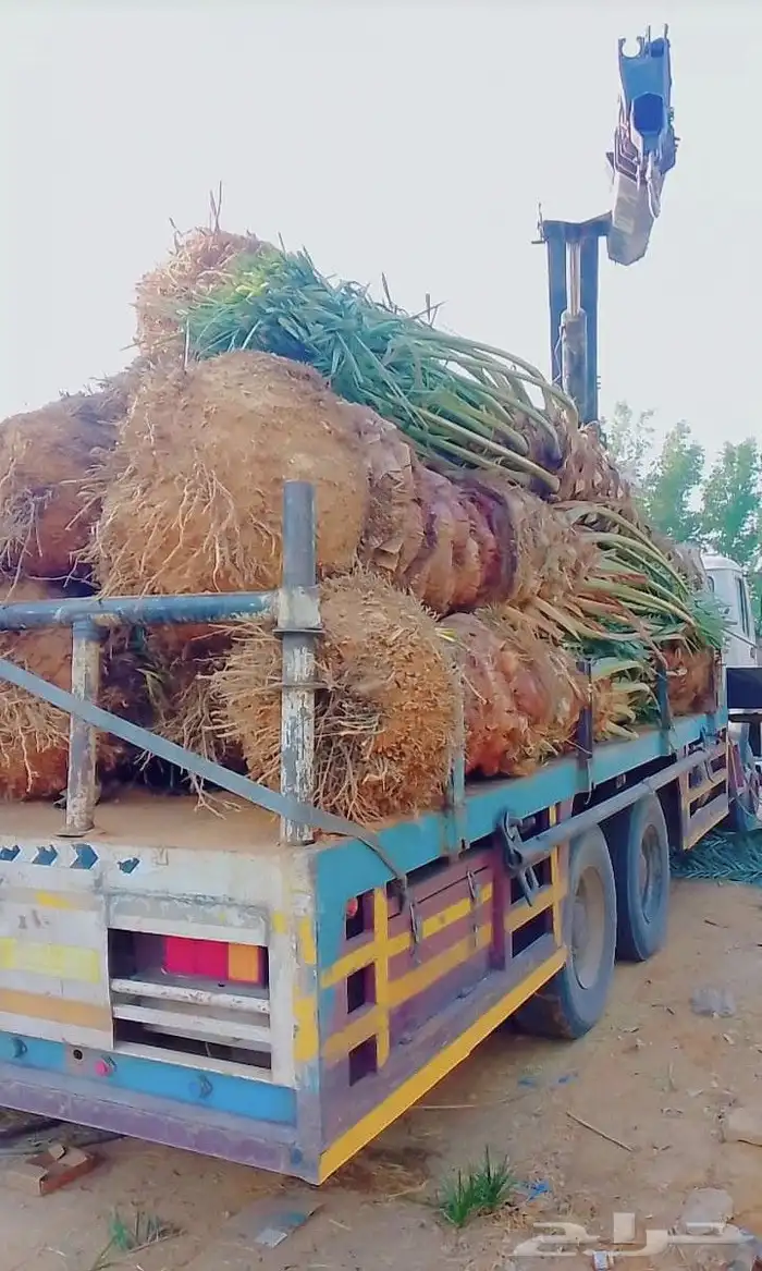 يوجد لدينا جميع انواع النخيل العربي والواشنطن بكل المقسات 4