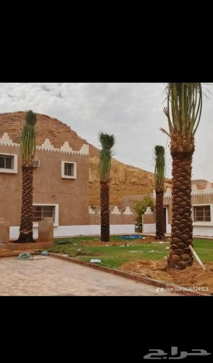 يوجد لدينا جميع انواع النخيل العربي والواشنطن بكل المقسات 6