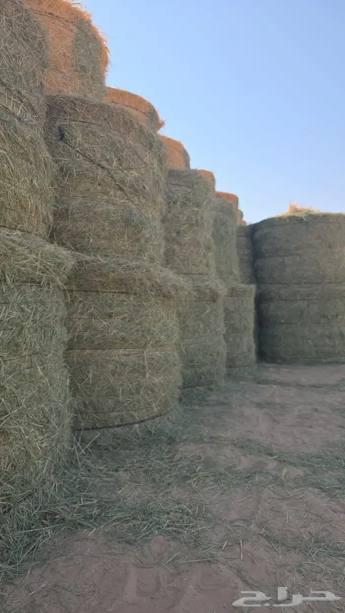 برسيم وتبن وزره ورودس لفات 3