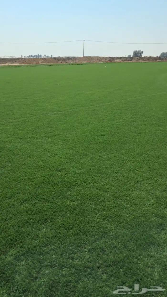 نعمل بتوريد وزرعه ثيل طبيعي ونخيل زينه 0