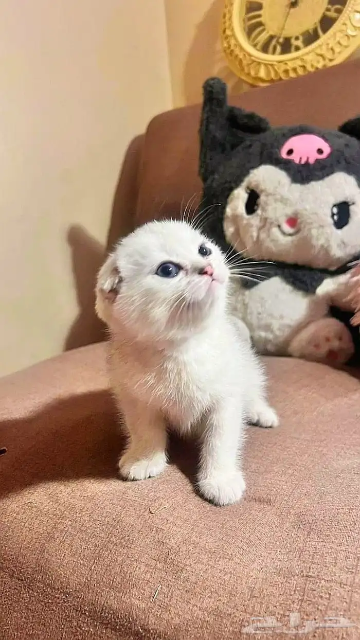 قط سكواتش مطعم مع اكل وسناك ذكر للبيع المستعجل 0