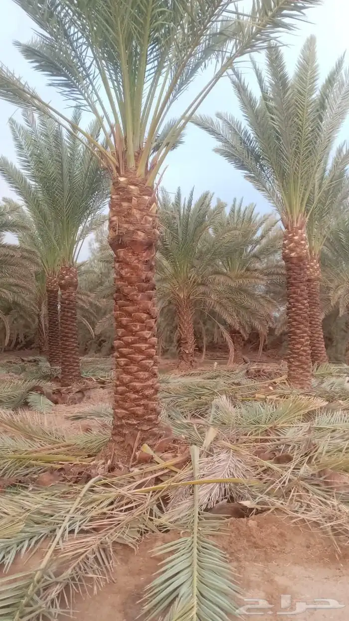 لدينا جميع انواع التكريم وتشويق وتنظيف 6