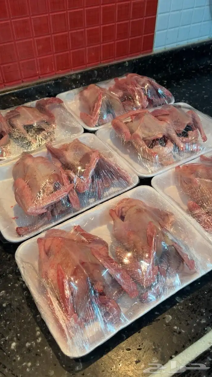 حمام لاحم طازج مذبوح جاهز 0