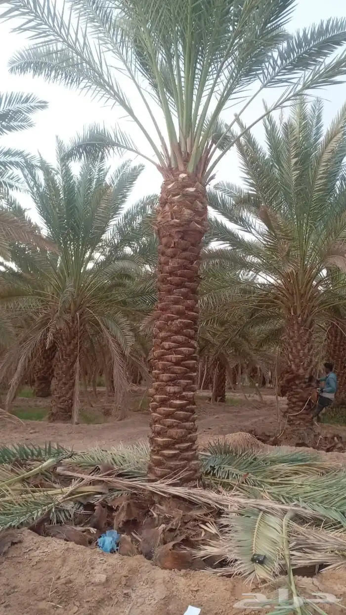 لدينا جميع انواع التكريم وتشويق وتنظيف 8