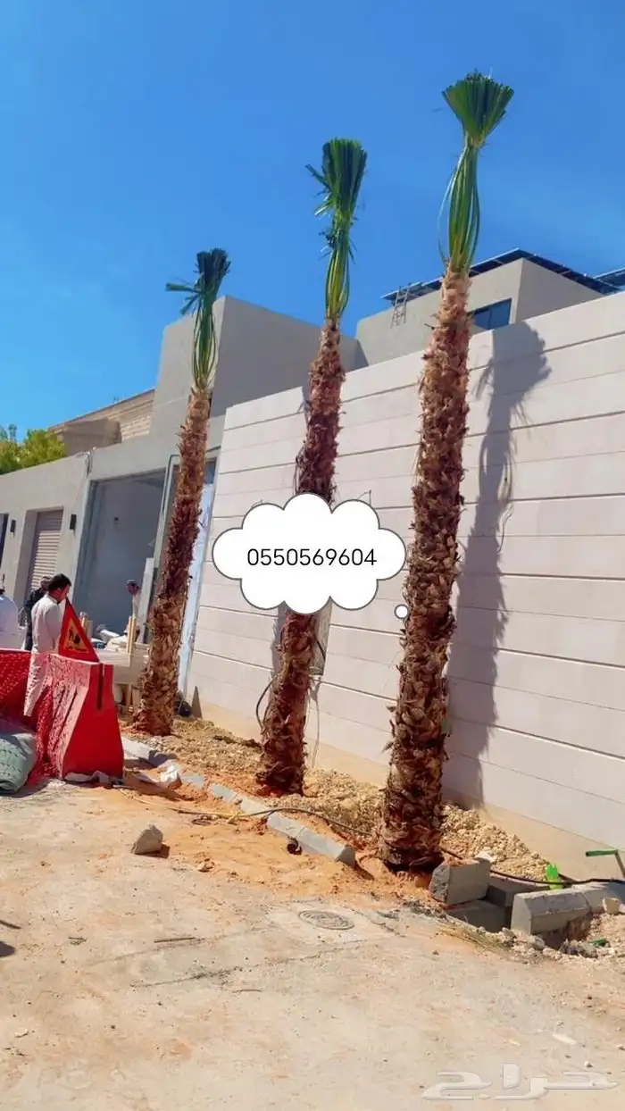 توريد وزراعه نخيل واشنطني وعربي بجميع المقاسات 7