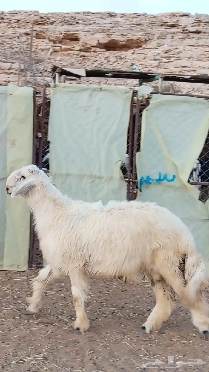 طلي نجدي فاخر 0