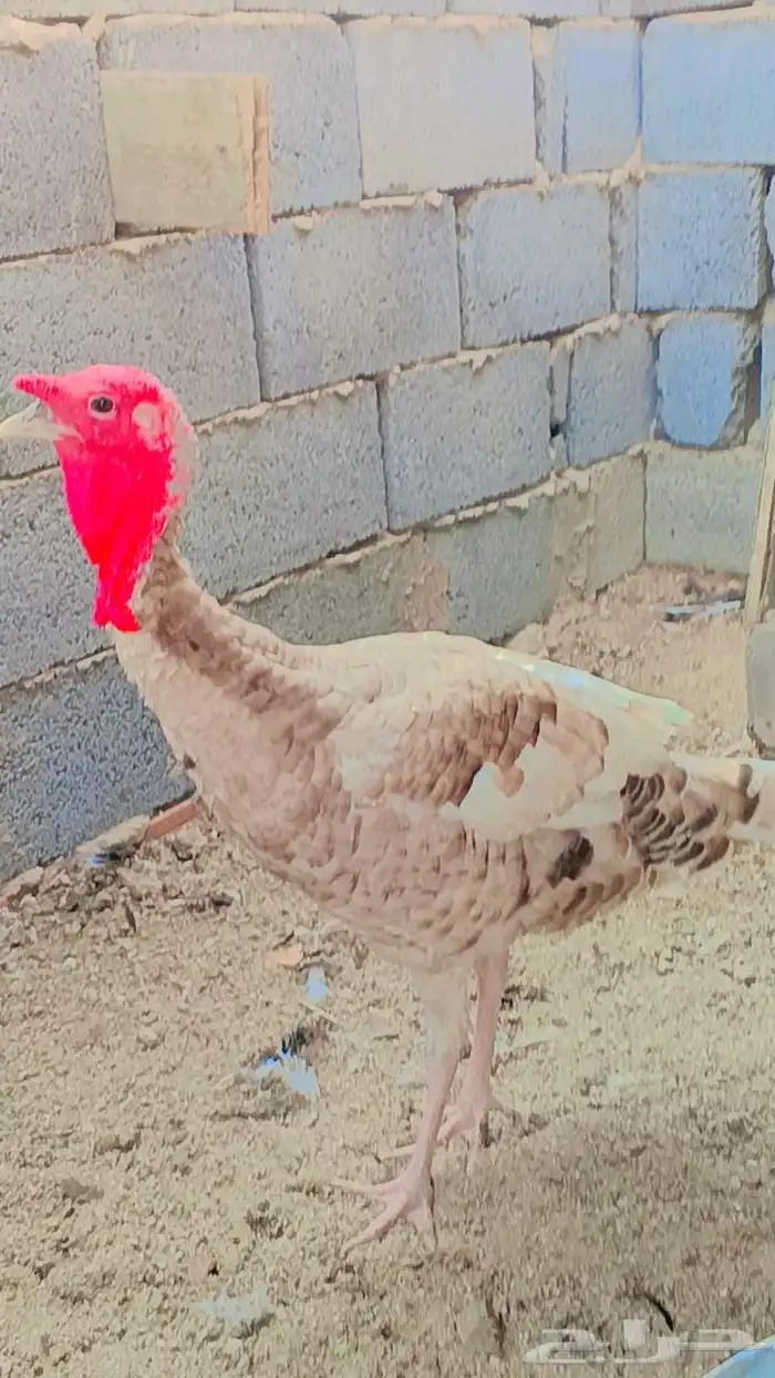 ديوك رومي للبيع المدينه المنوره 1