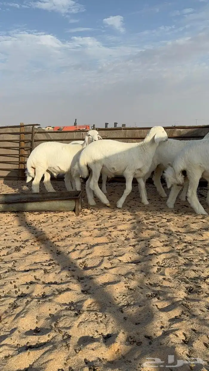 خرفان حريات العدد ثمانيه العمر من ثلاث شهور الي اربع شهور 1