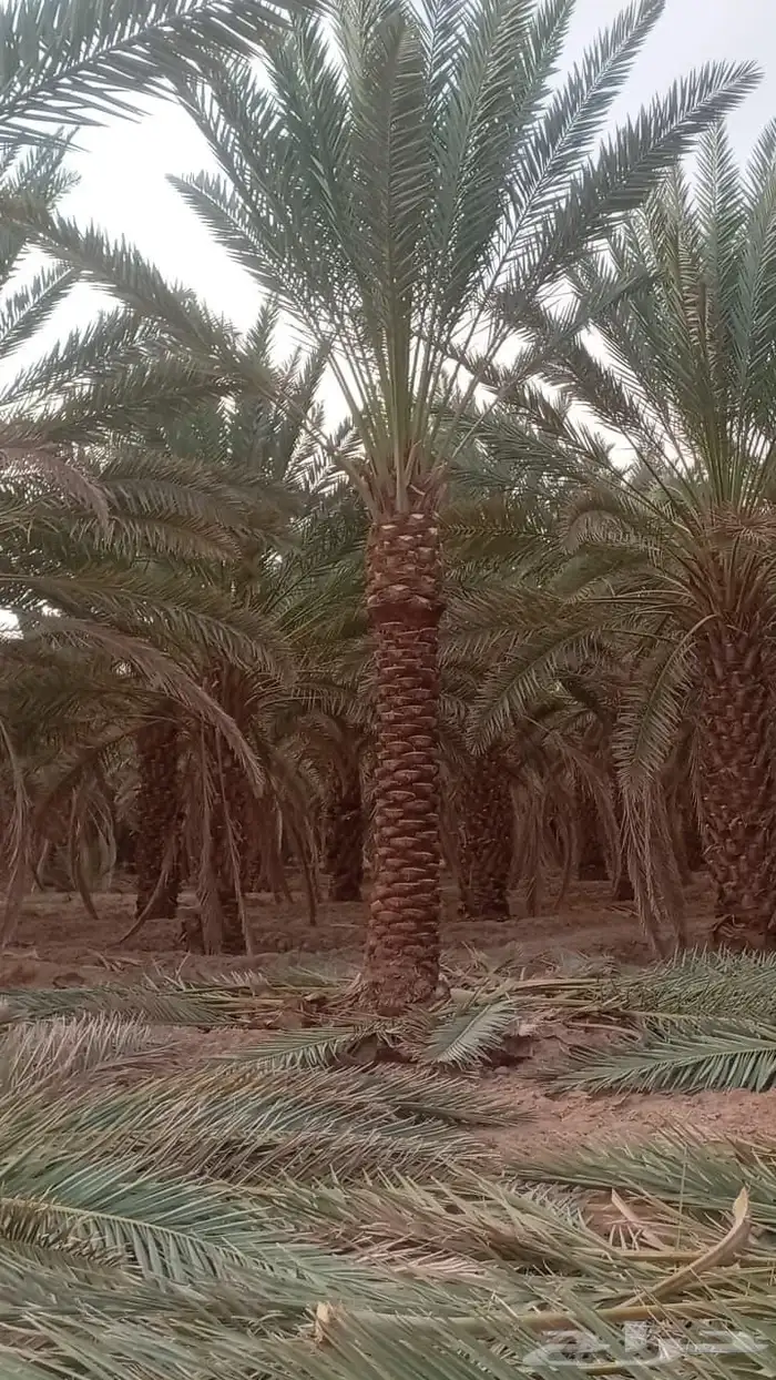 لدينا جميع انواع التكريم وتشويق وتنظيف 0