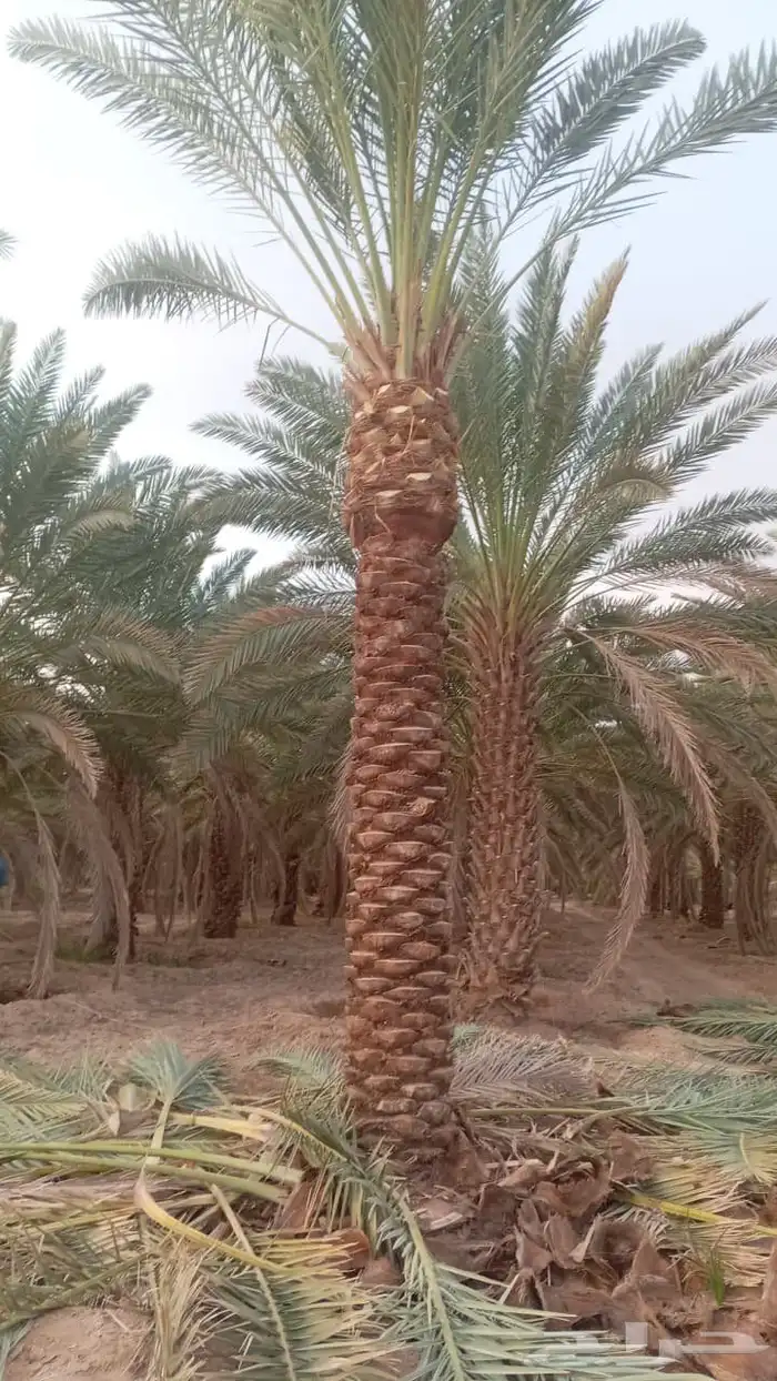 لدينا جميع انواع التكريم وتشويق وتنظيف 7