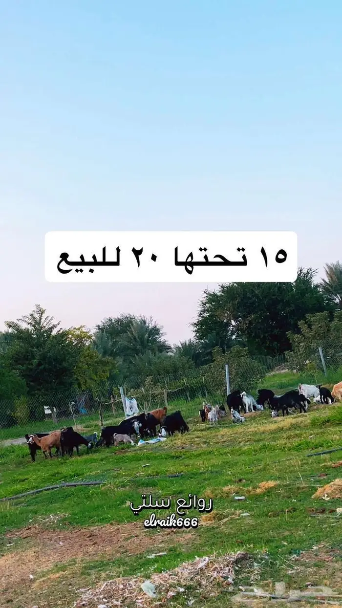 للبيع معزا طيبه 0