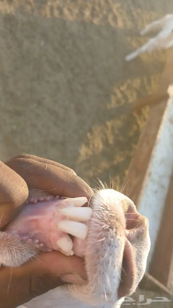 بيشيه برصاء رباع 3