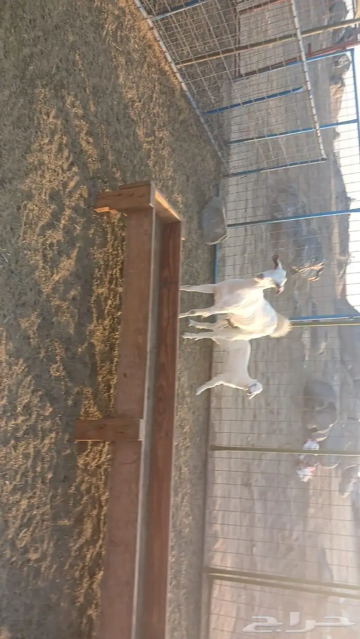 بيشيه برصاء رباع 1