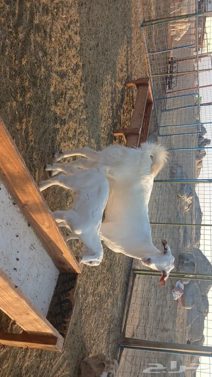 بيشيه برصاء رباع 0