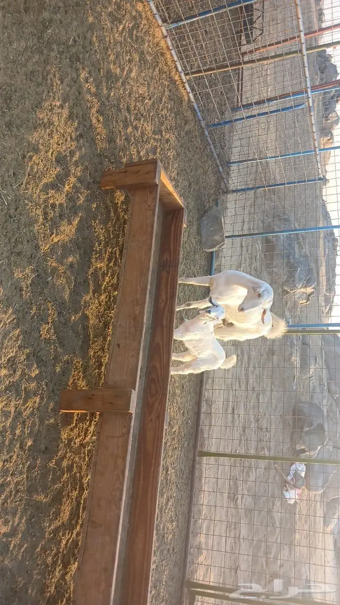 بيشيه برصاء رباع 2