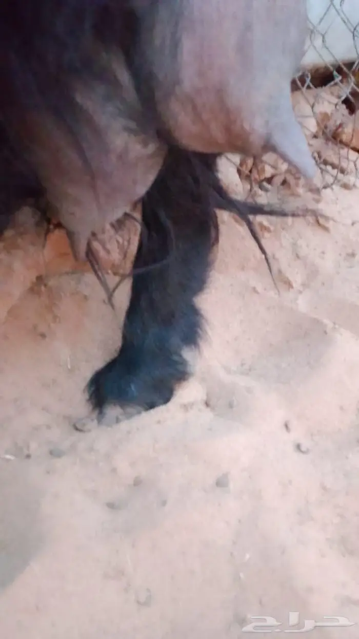 عنز عارضيه متاومه 0