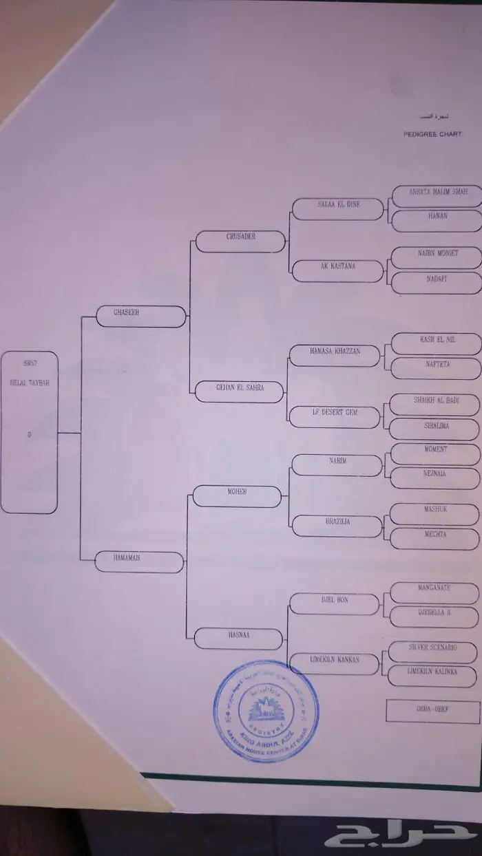 مهره مصريه 2