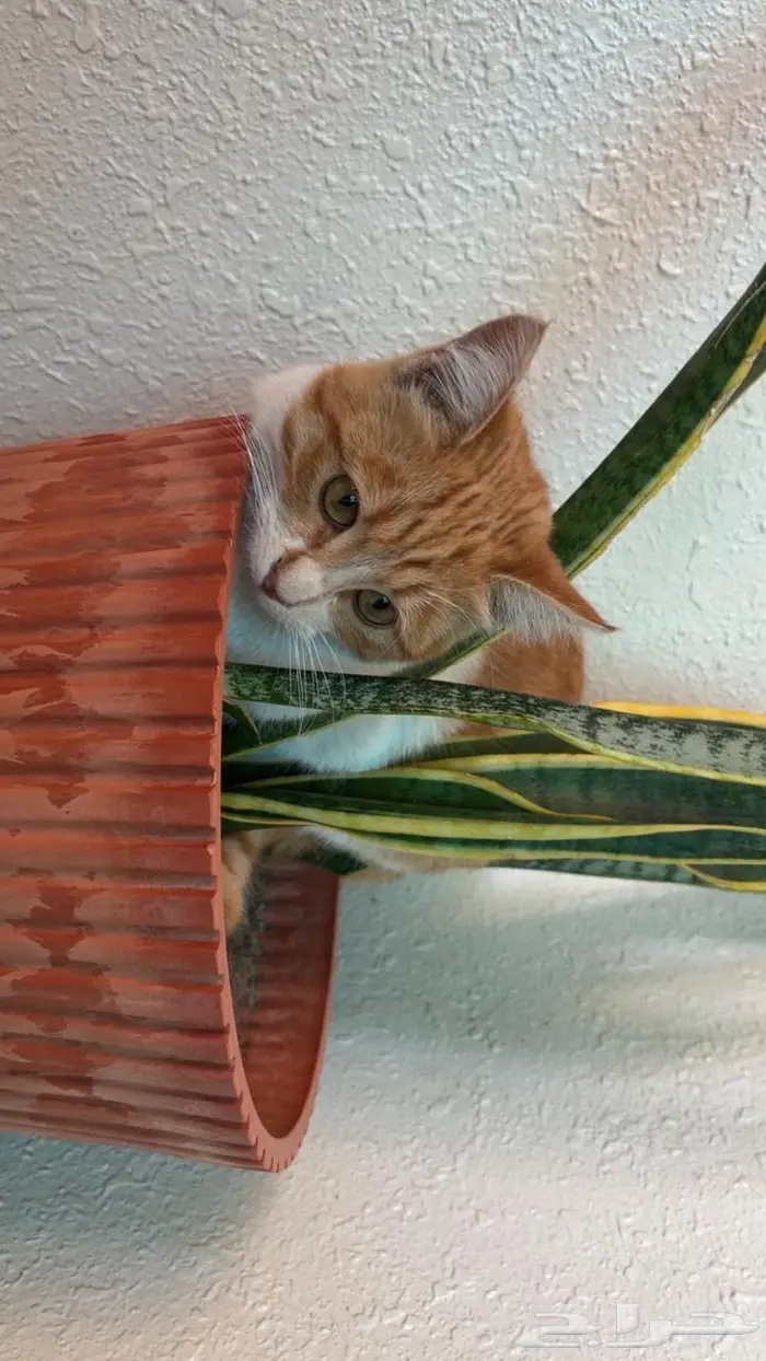 قطتين اناث للتبني 9