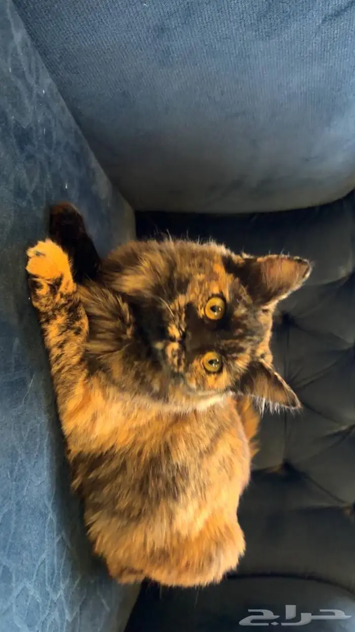 قطتين اناث للتبني 0