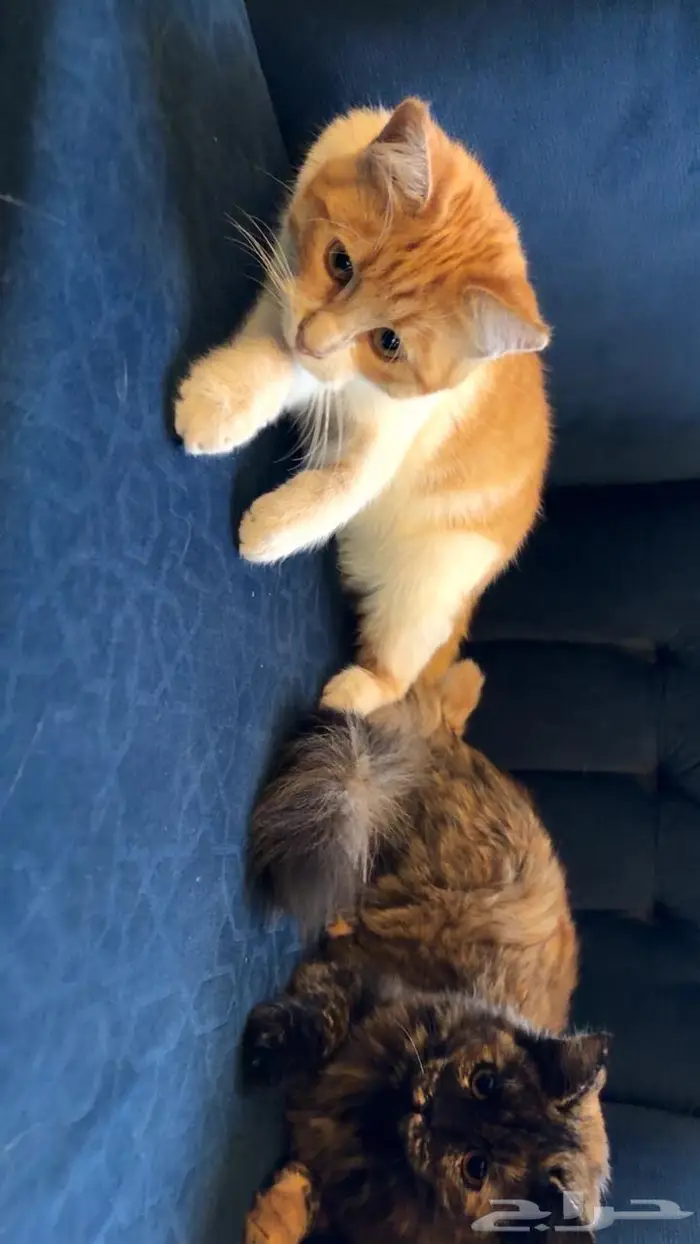 قطتين اناث للتبني 6