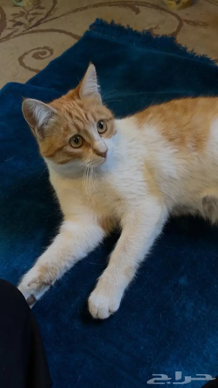 قطتين اناث للتبني 7