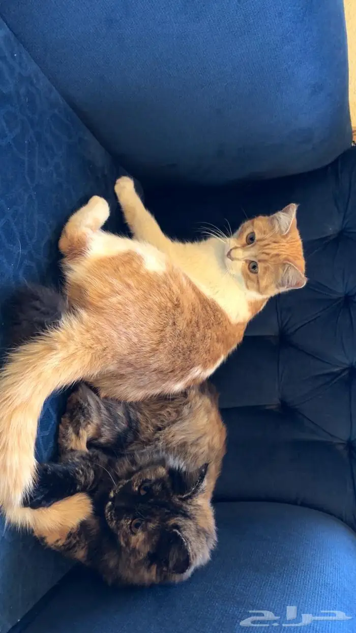 قطتين اناث للتبني 3