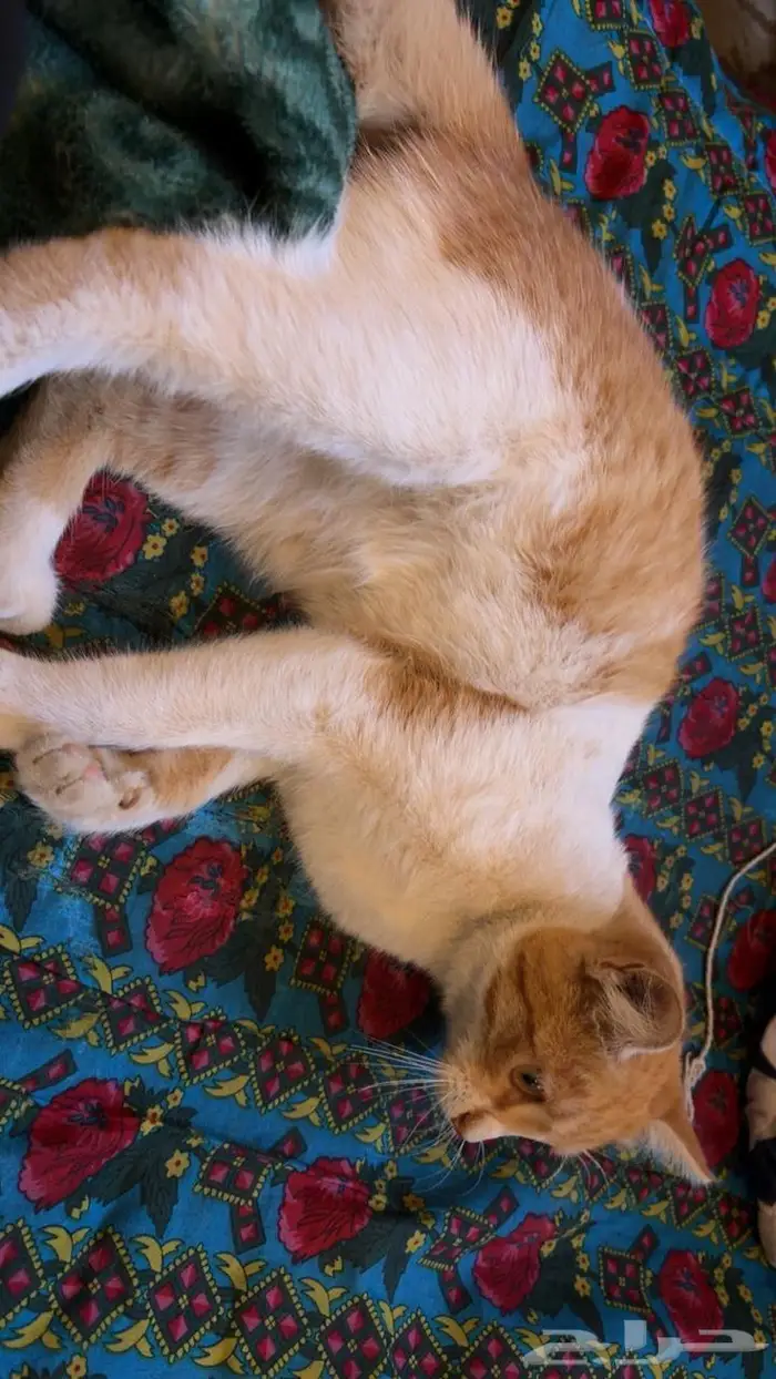 قطتين اناث للتبني 4