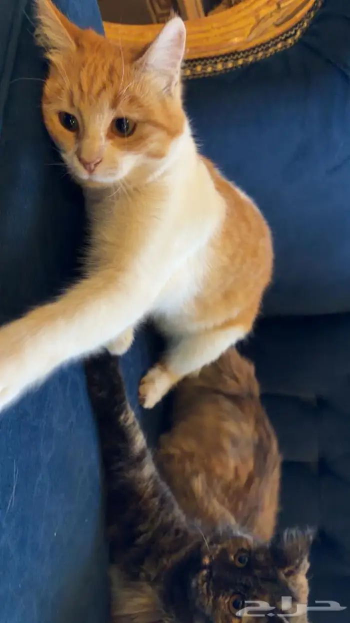 قطتين اناث للتبني 2