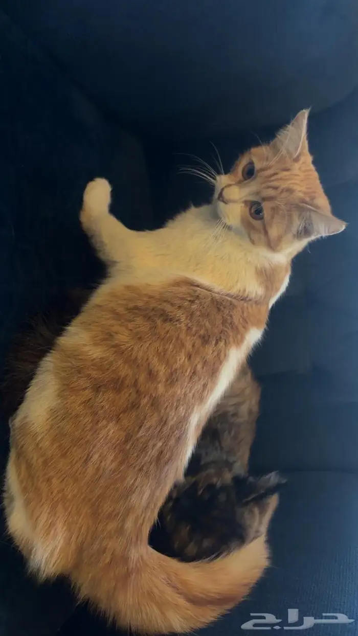 قطتين اناث للتبني 1