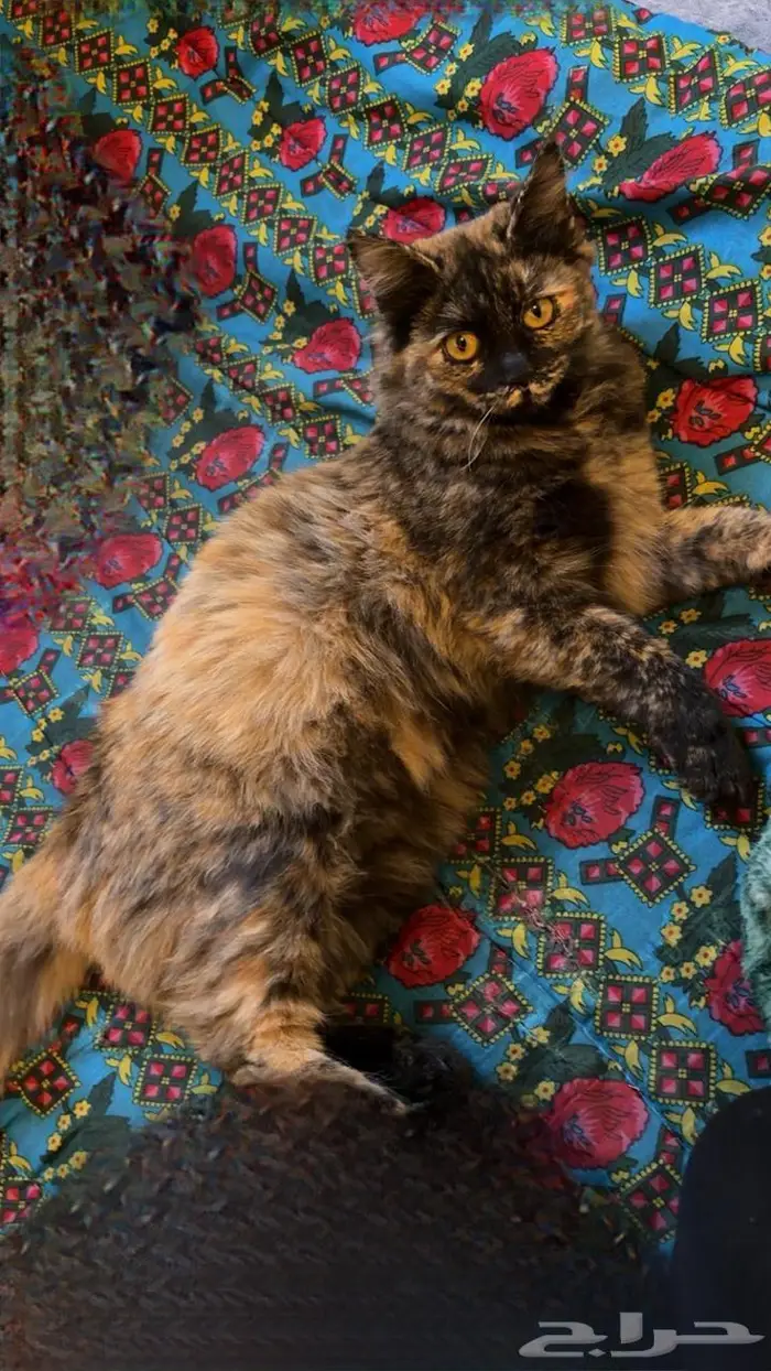 قطتين اناث للتبني 8