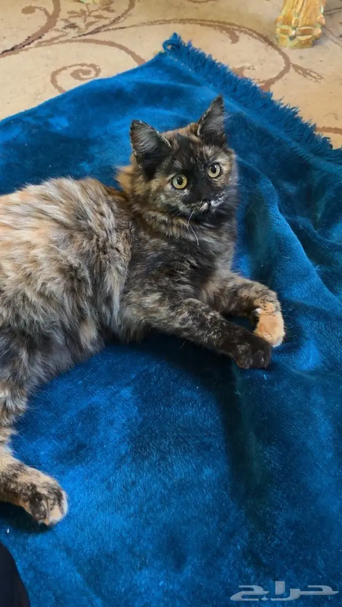 قطتين اناث للتبني 5