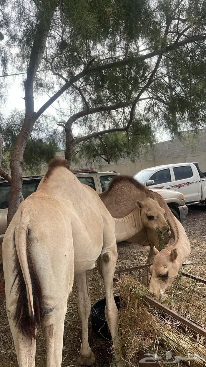 قعدان بلدي 1