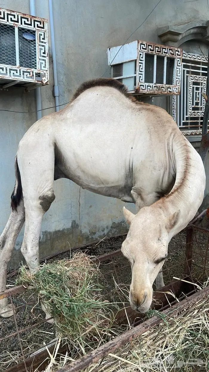 قعدان بلدي 2