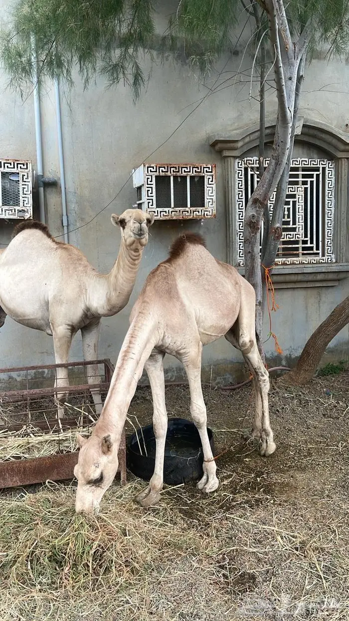 قعدان بلدي 0