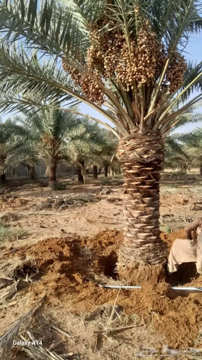 نخل للبيع جميع انواع 2