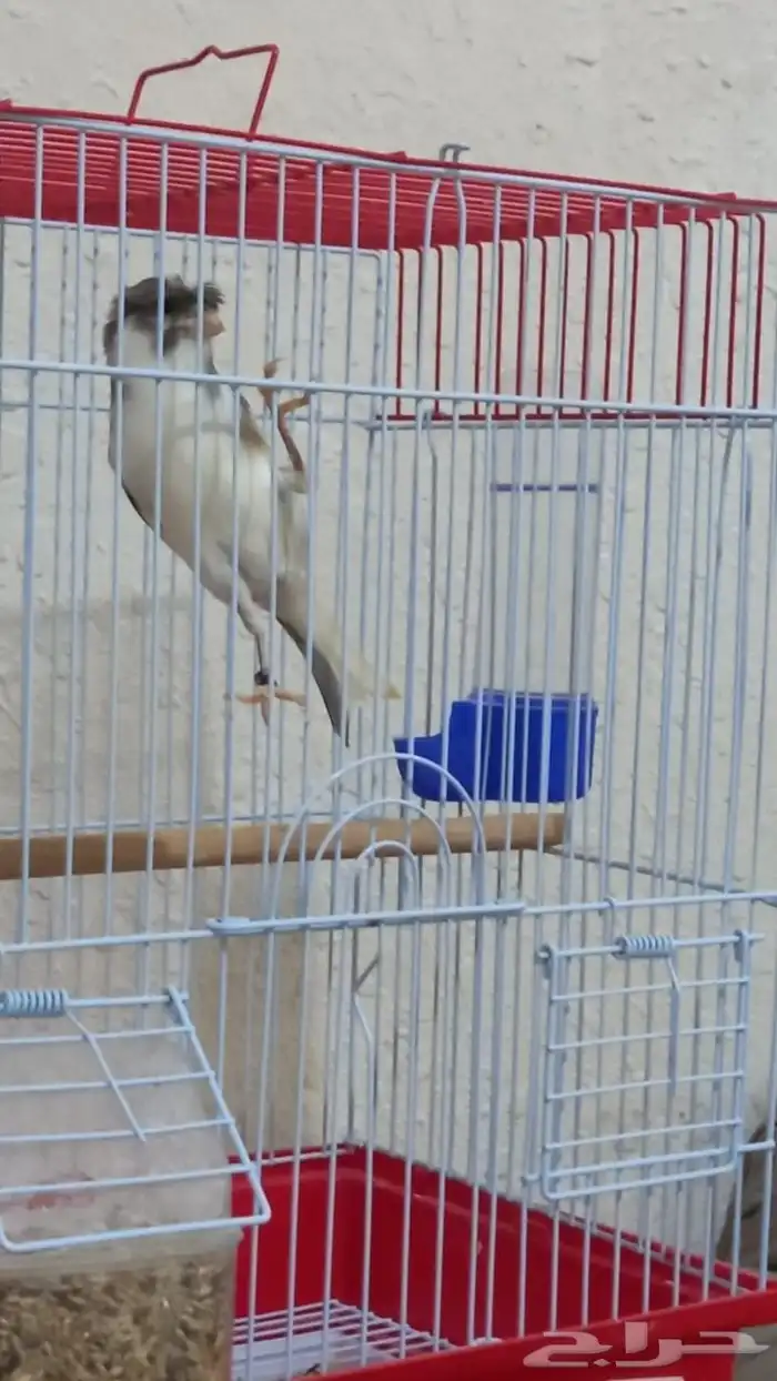 ذكر كناري دوبل كريست تغريد شرط 5