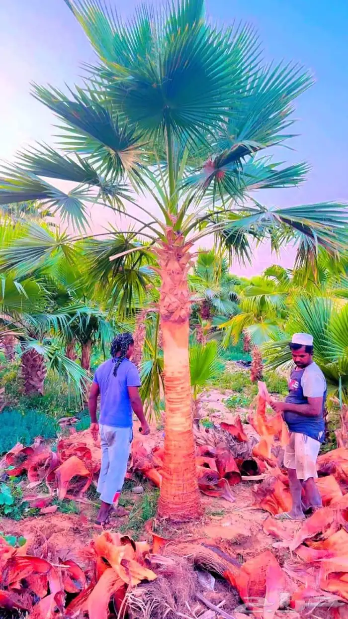 نخل واشنطني زينه واشنطونيا نخل مثمر نقايل جثايث اخلاص سكري ب 1