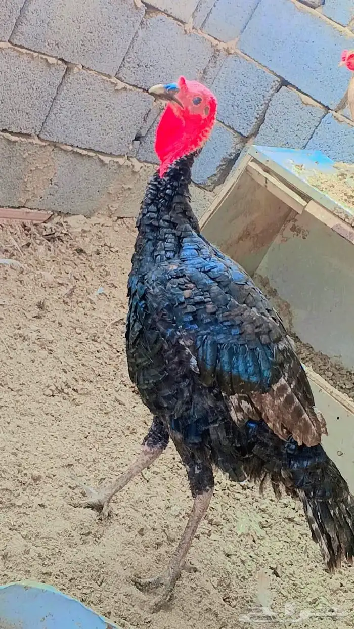 ديوك رومي للبيع المدينه المنوره 0