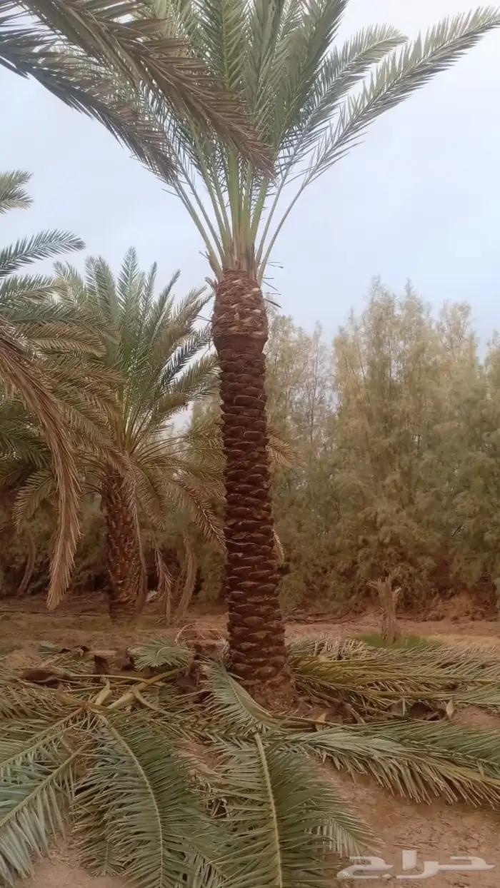 لدينا جميع انواع التكريم وتشويق وتنظيف 2