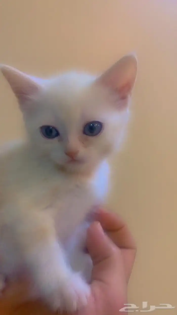 قطط شيرازيه صغيره 0