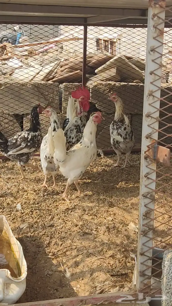 دجاج بلدي ماكنتوش 0