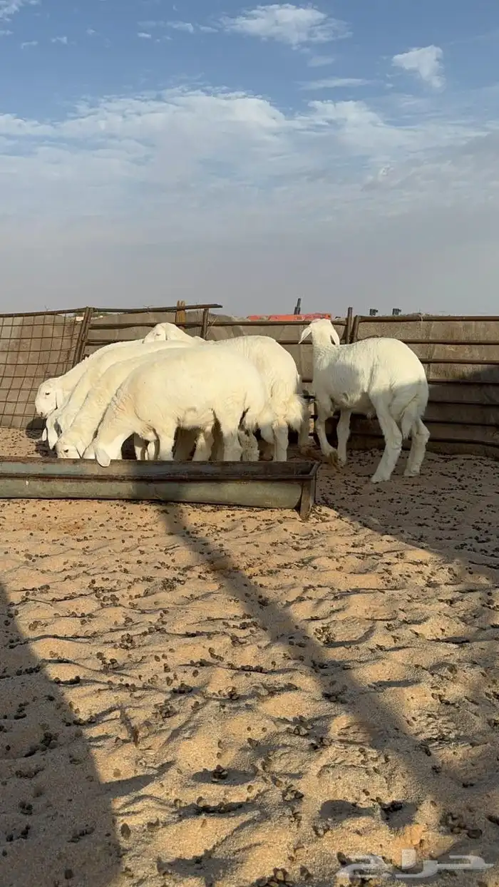 خرفان حريات العدد ثمانيه العمر من ثلاث شهور الي اربع شهور 4