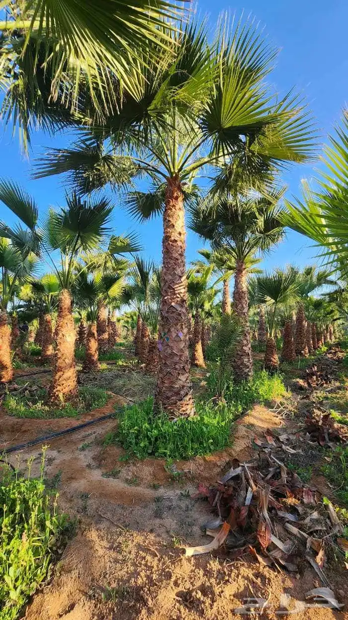 نقوم بتوريد جميع أنواع النخيل الوشنطني والعربي 0