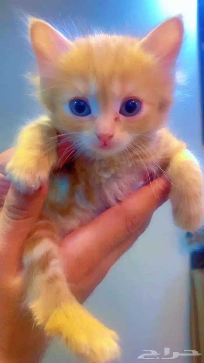 قطط شيرازيه صغيره 1