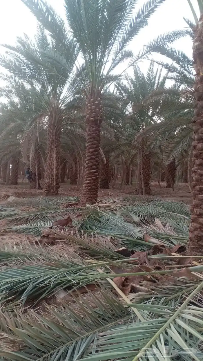 لدينا جميع انواع التكريم وتشويق وتنظيف 3