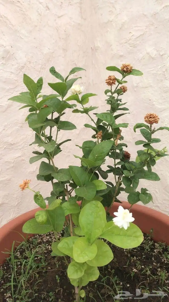 زرع طبيعي عشب طبيعي شبكات راي اشجار نباتات احواض زراعة طبيعي 15