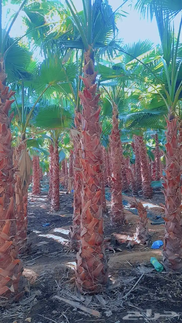 نخل واشنطنيا للبيع 9