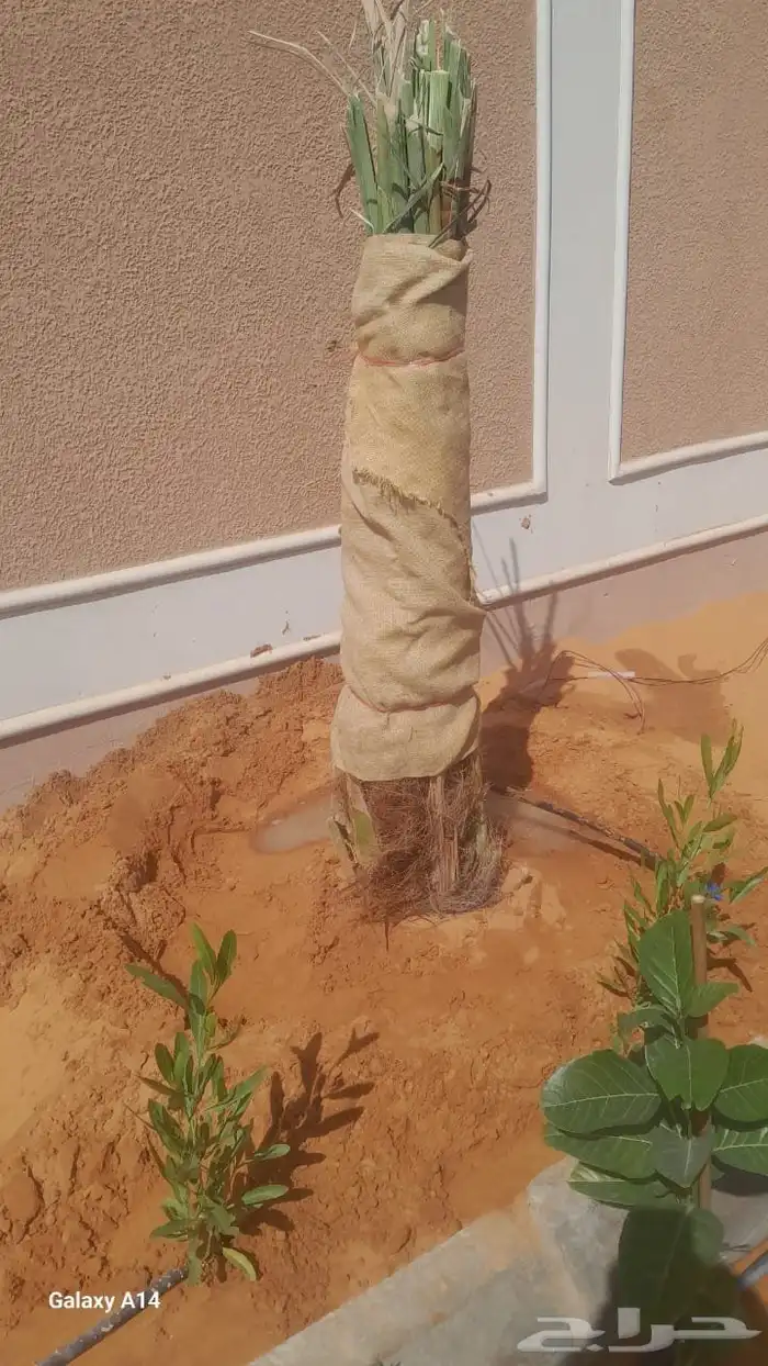 نخل للبيع جميع انواع 3