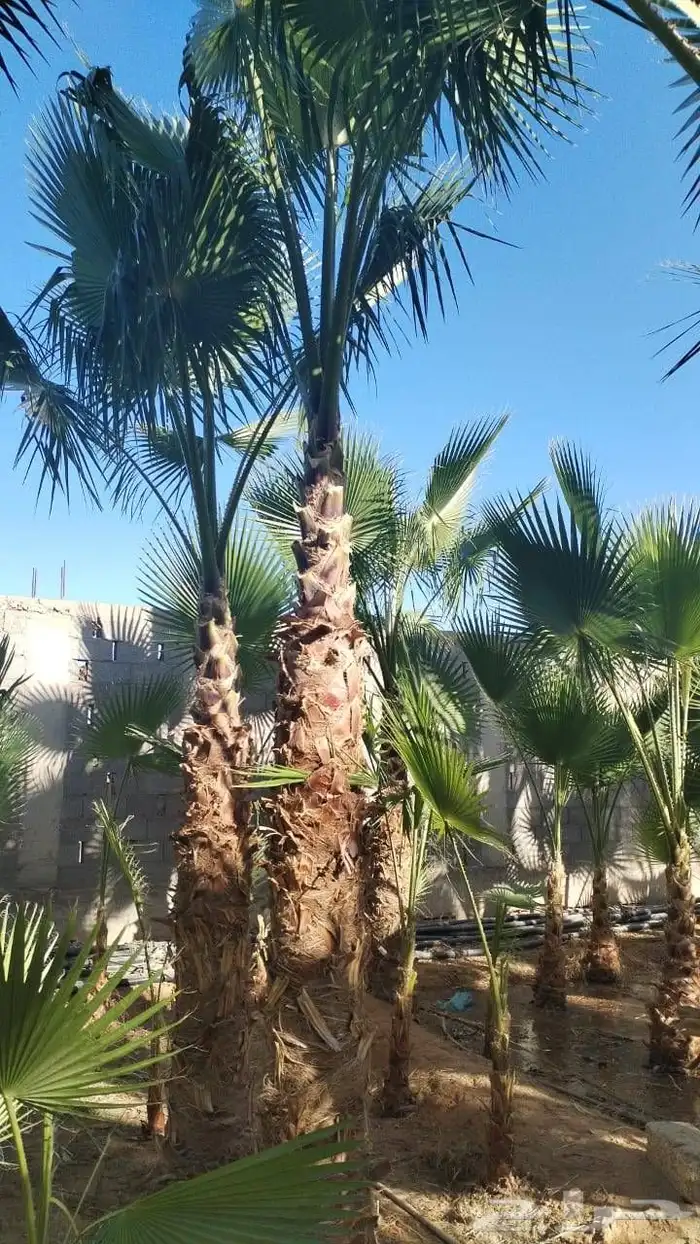 نخل وأشنطونيا وعربي بجميع المقاسات 2