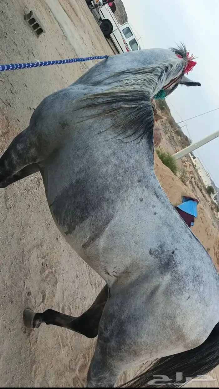 حصان واهو تشبيه لوجه الله 3